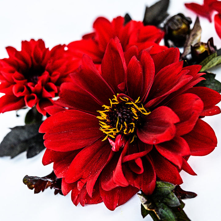 A close-up macro view of a Black Forest Ruby Dahlia.