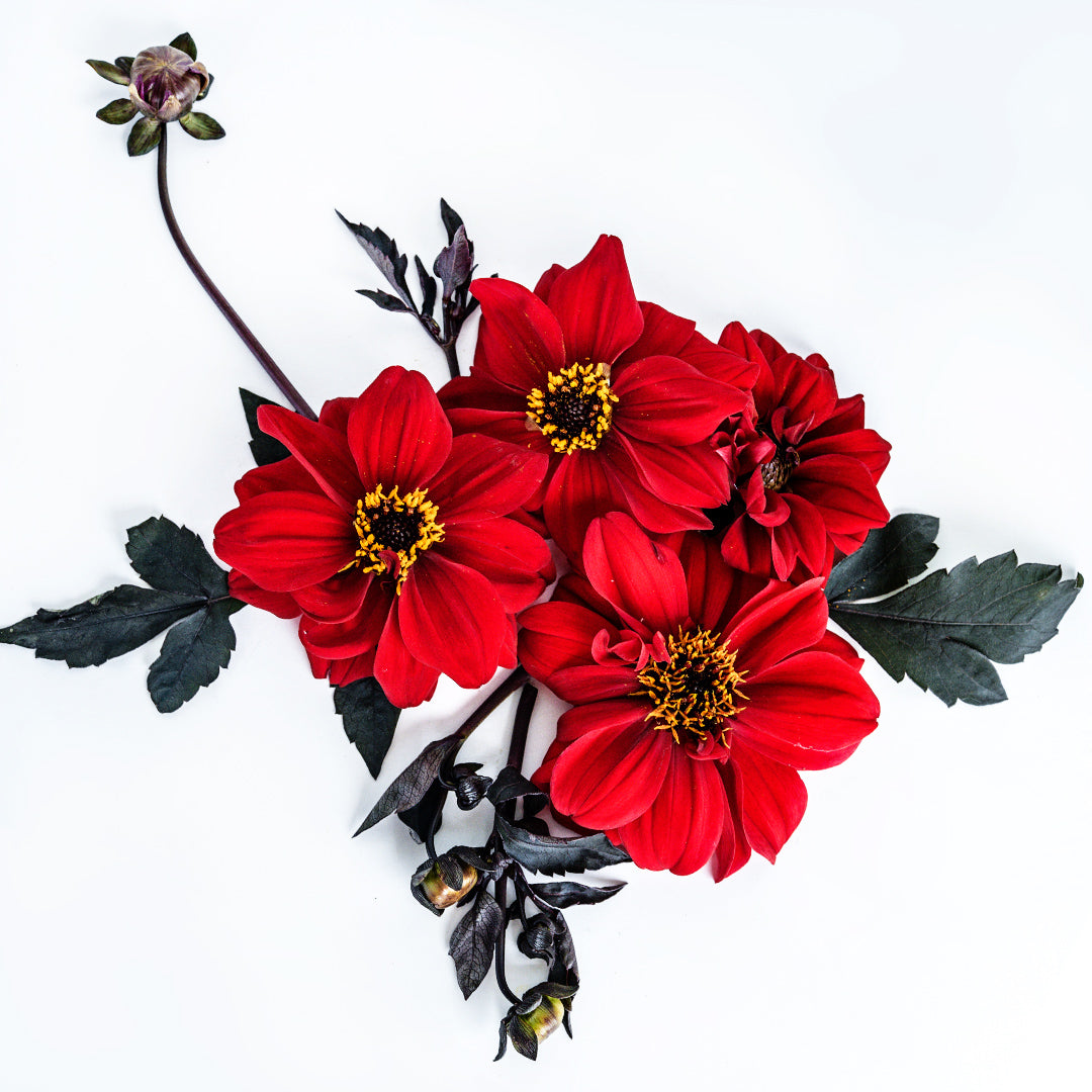 Black Forest Ruby Dahlias with dark foliage on white.