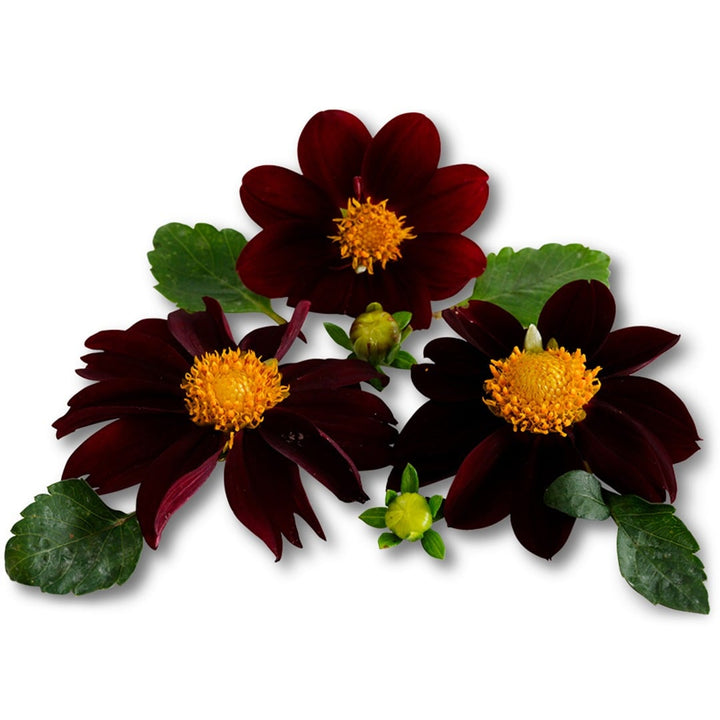 Trio of Black Beauty Dahlia on a white background.