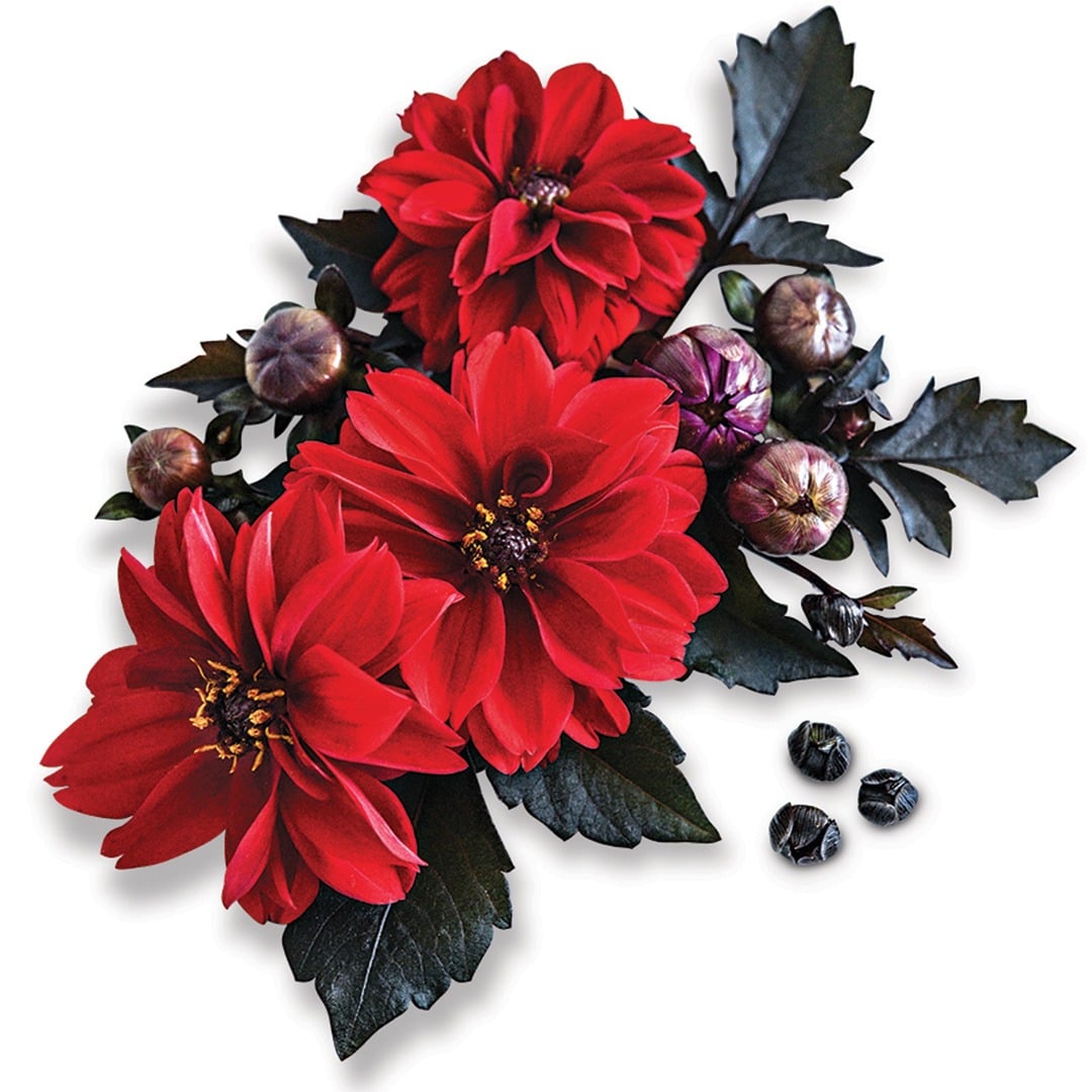 Black Forest Ruby Dahlia arranged on a white background.