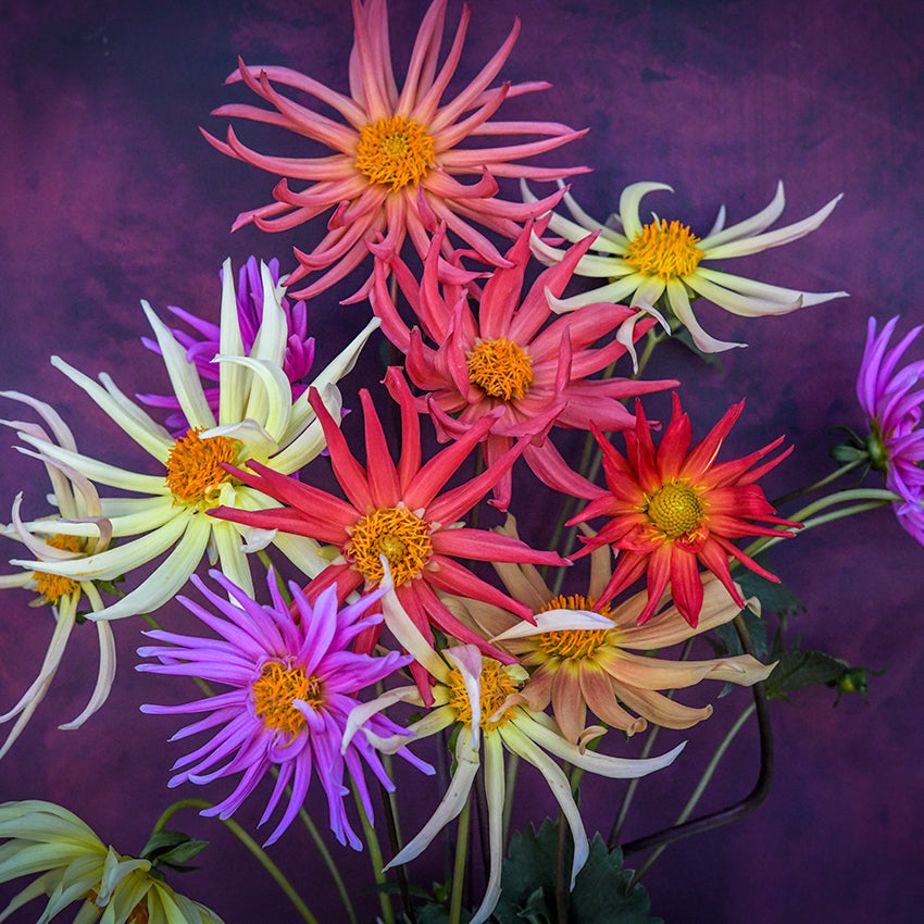 Arrangement of Cactus Flowered Mix Dahlias against deep red background.