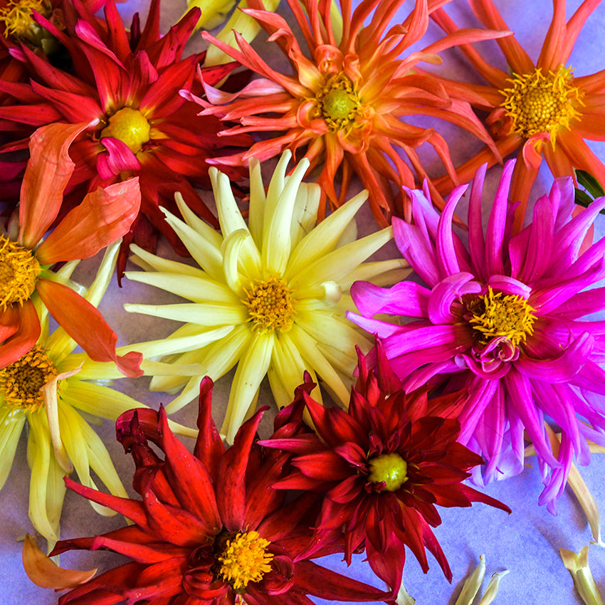 Close-up of Cactus Flowered Mix Dahlia blooms.