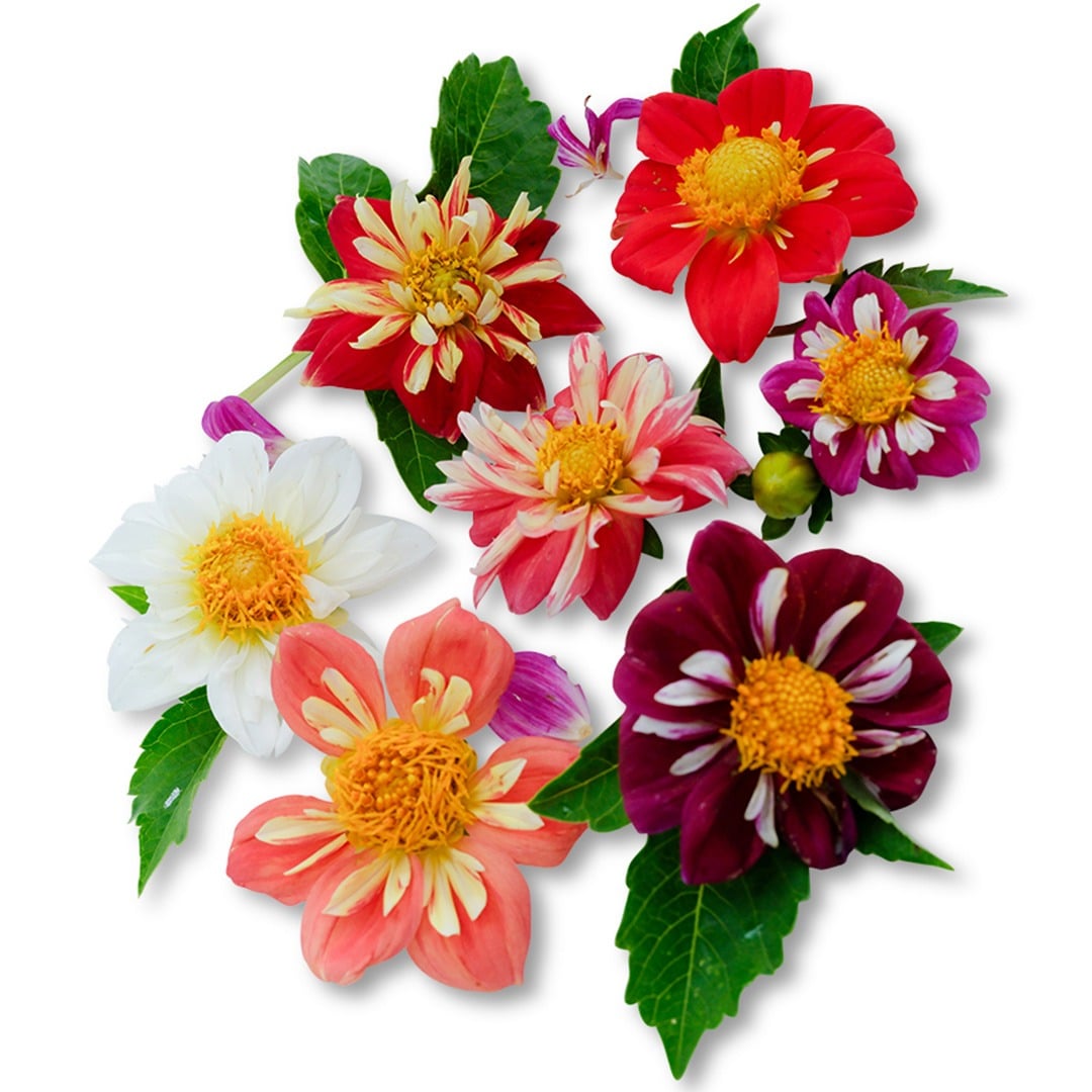 Dandy Improved Dahlia on a white background.