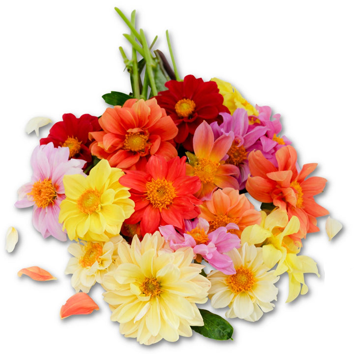 Bouquet of Dahlia Unwins Mix flowers on a white background