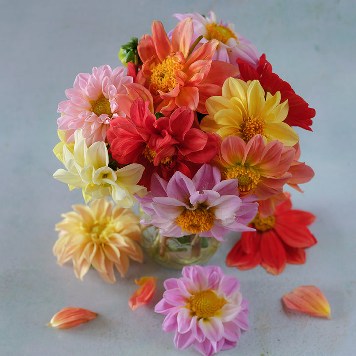 A bouquet showing the color ranges of the Unwins mix Dahlia. The colors are cream, yellow, pink, salmon and red.