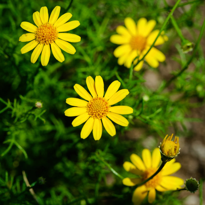 A close-up of Dahlberg Daisies growing in the gardens at Baker Creek.