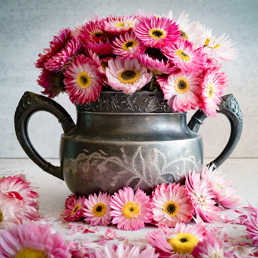 Side view of Pink Shades Paper Daisies in silver vase on a light background.