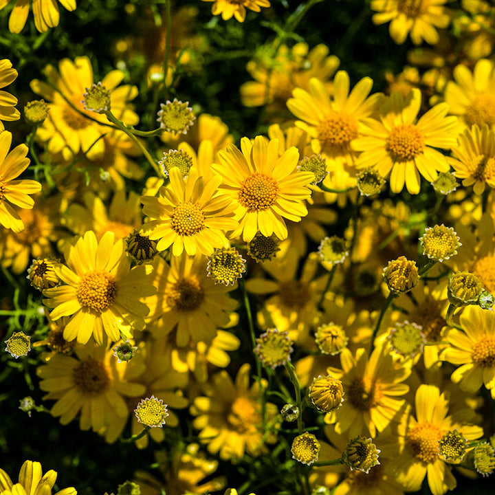 Dahlberg Daisies growing in the trial gardens at Baker Creek.