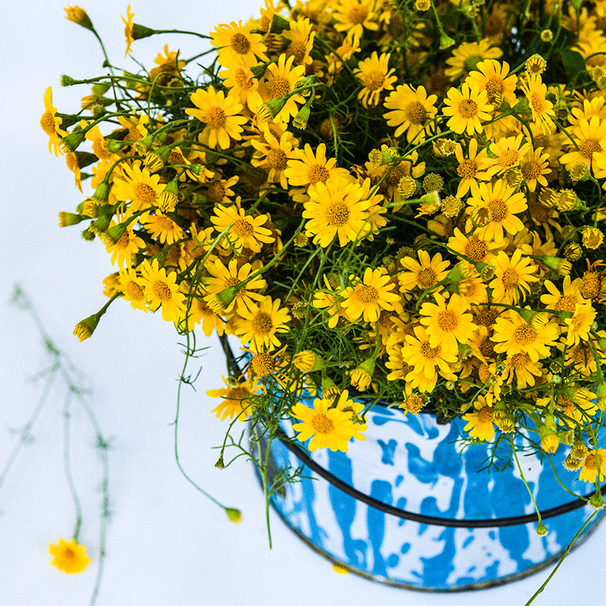 Dahlberg Daisies in blue and white bucket.
