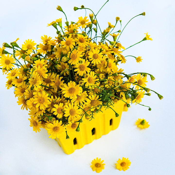 Dahlberg Daisies arranged in a bright yellow ceramic container on a white background.