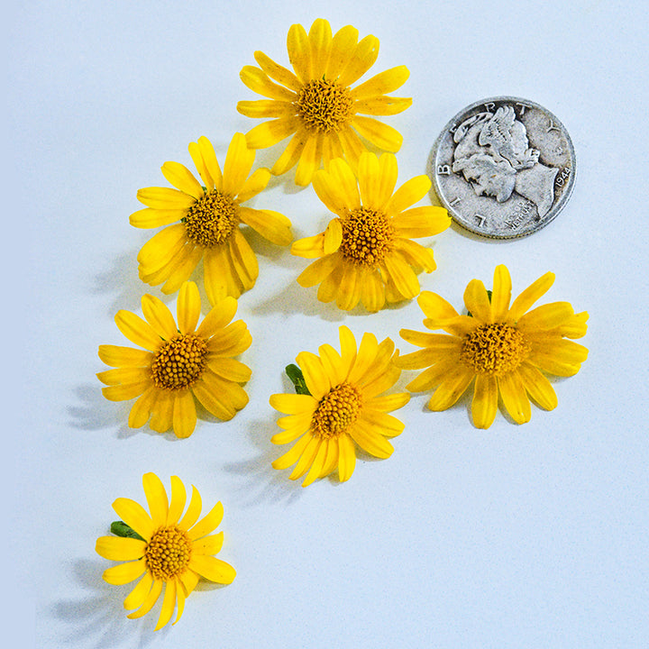 Seven little Dahlberg Daisies with a vintage dime to show size on white background.
