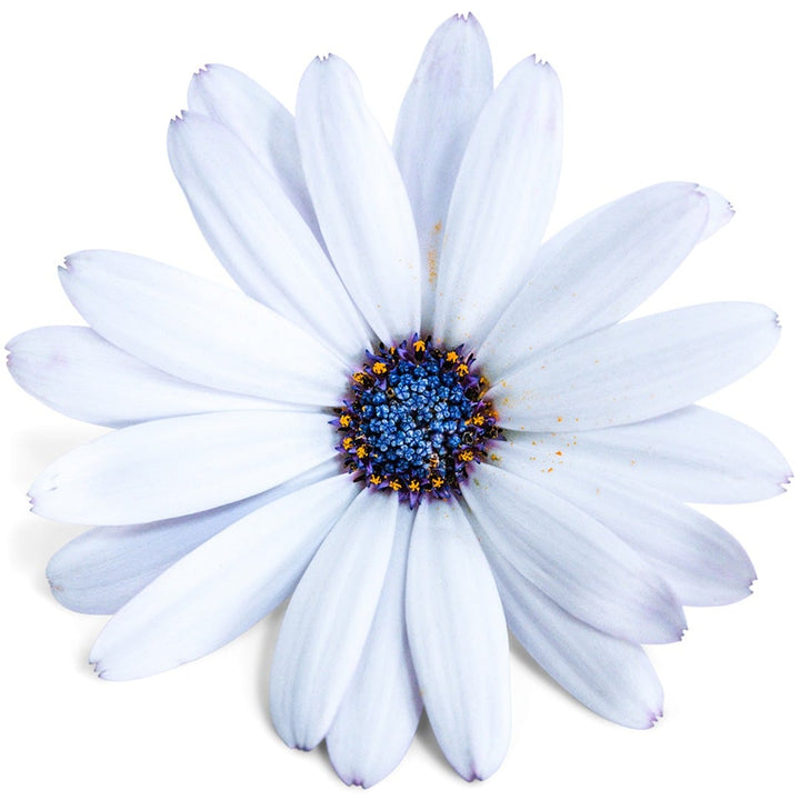 Close up of Blue Disc African Daisy on a white background.