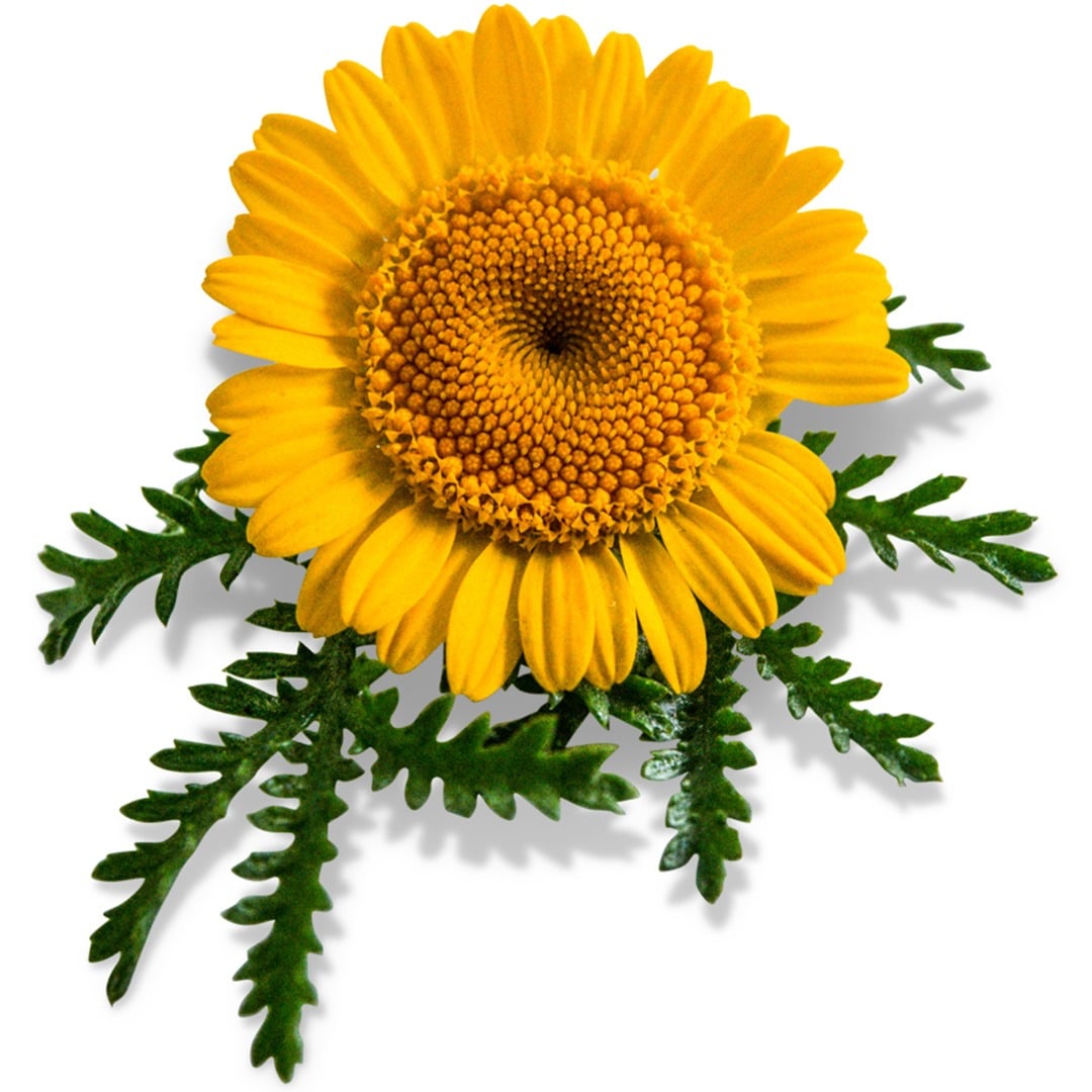 Daisy Seeds, Kelway Golden