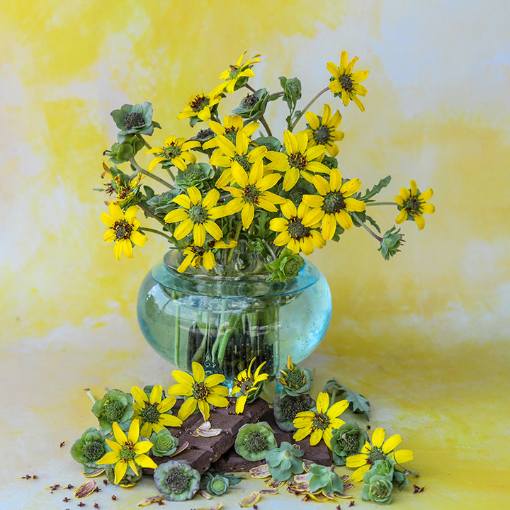 Chocolate Daisy in clear, blue vase with yellow marbled background.