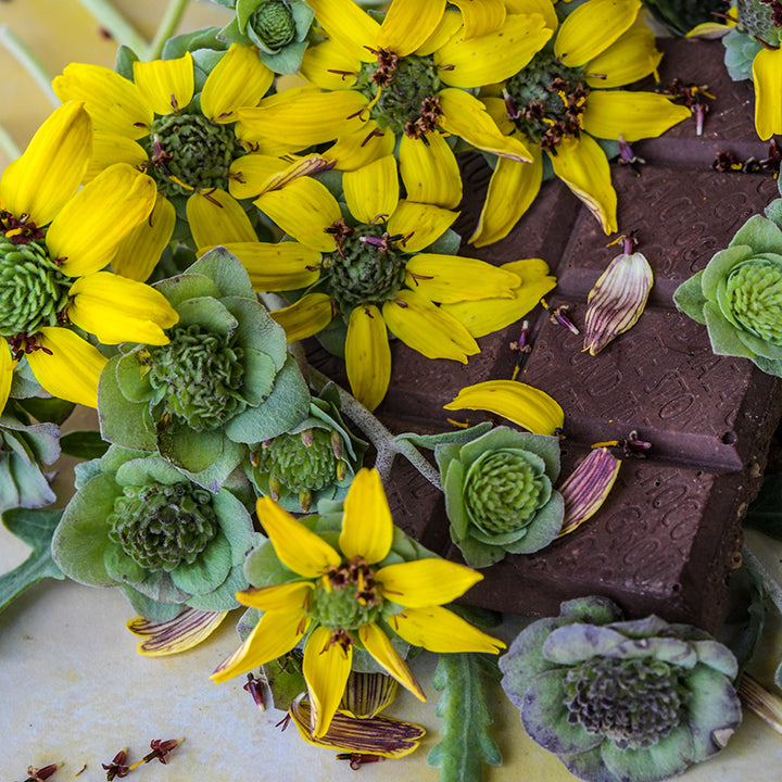 Chocolate Daisy blooms and heads on top of chocolate bar.