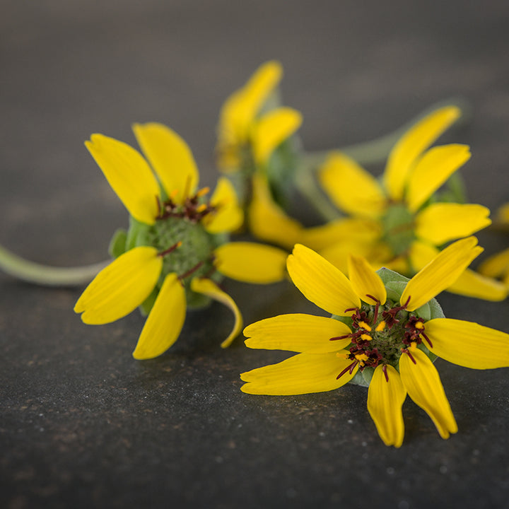 Chocolate Daisy flowers on dark counter.