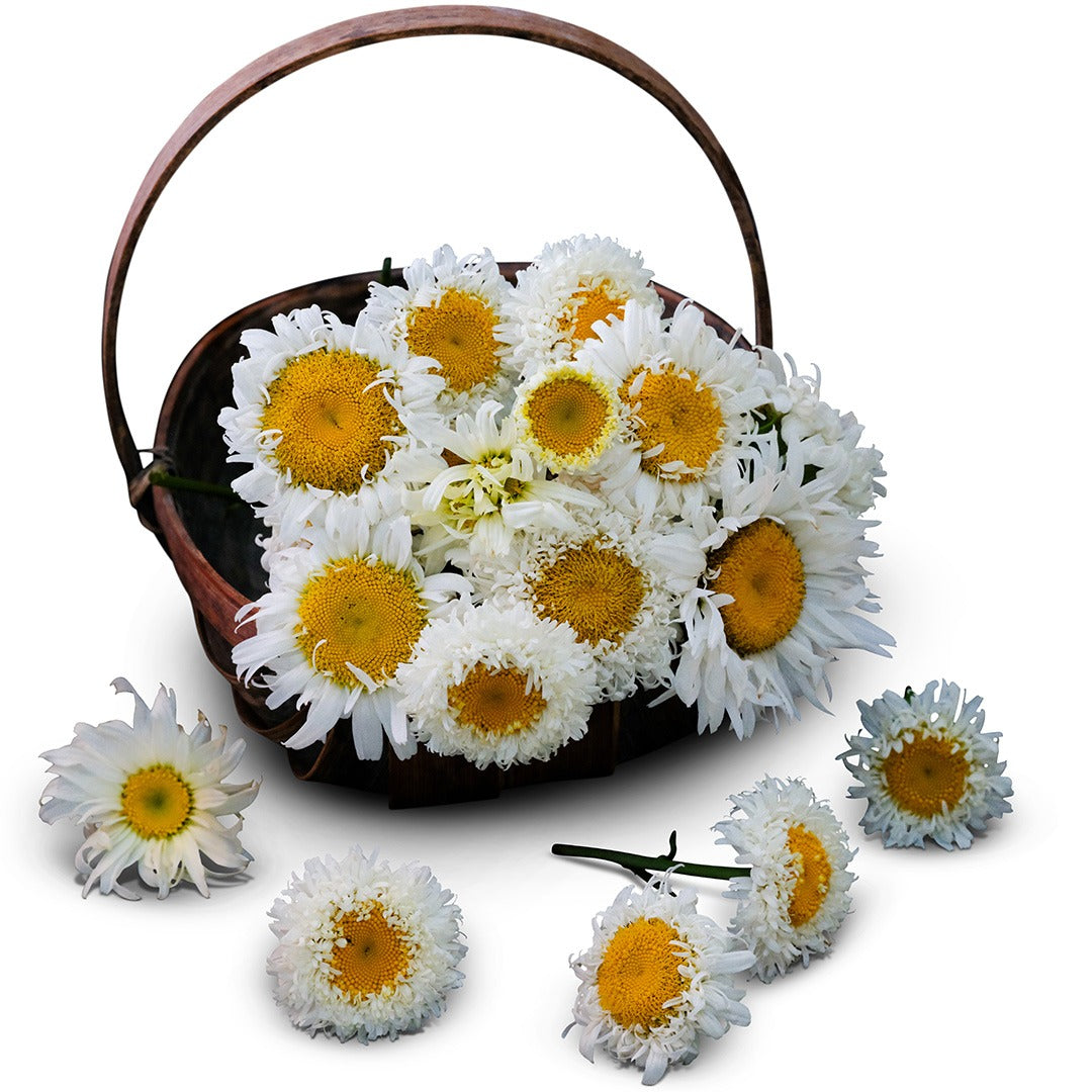 Crazy Daisies in a basket on a white background.