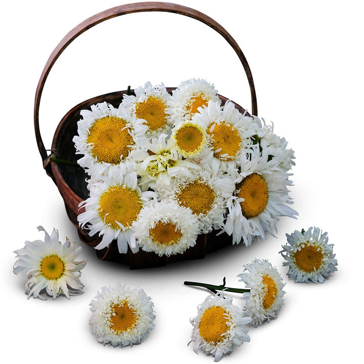 Crazy Daisies in a basket on a white background.