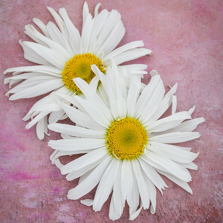 Two Crazy Daisy blooms on pink background.
