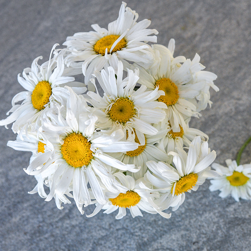 Crazy Daisy bouquet with light colored background.