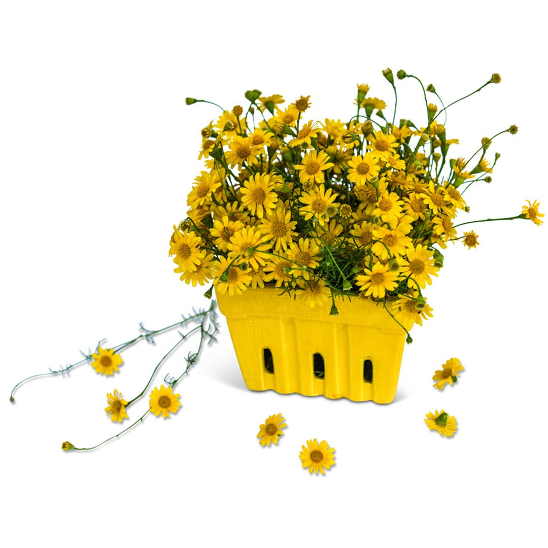 Daisy Seeds, Dahlberg