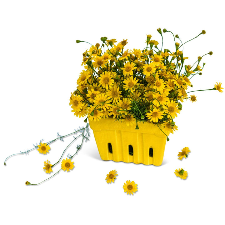 Daisy Seeds, Dahlberg