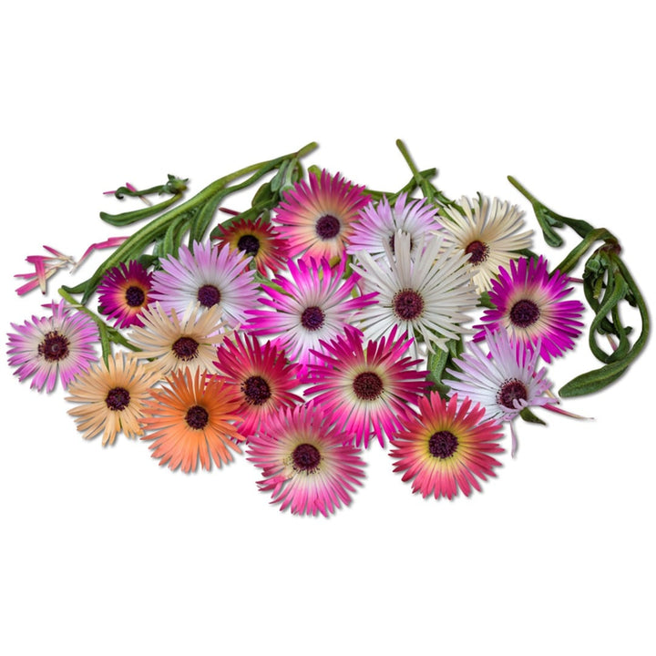 Pastel Mix Livingstone Daisies on a white background.