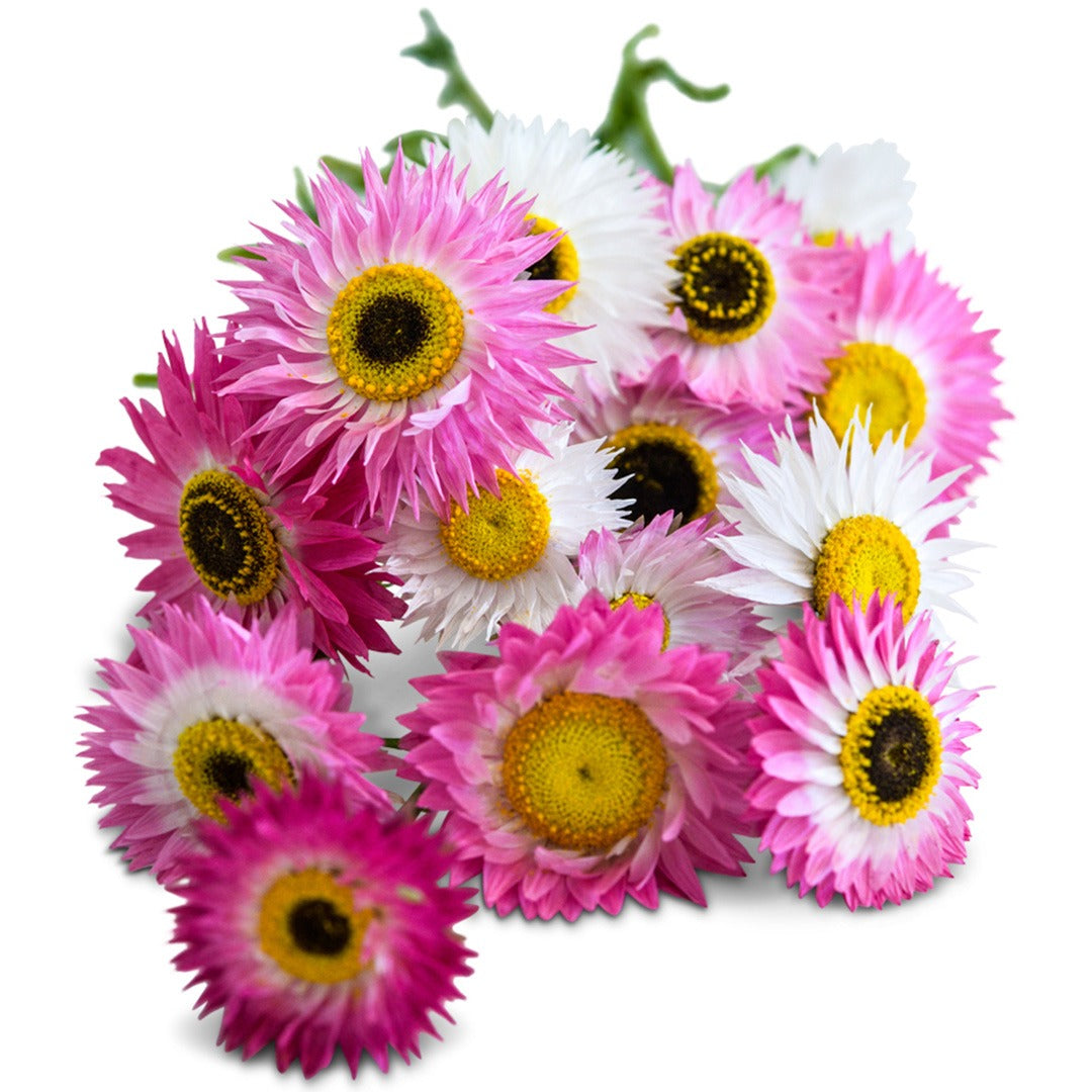 Bouquet of Pink Shades Paper Daisies on a white background.