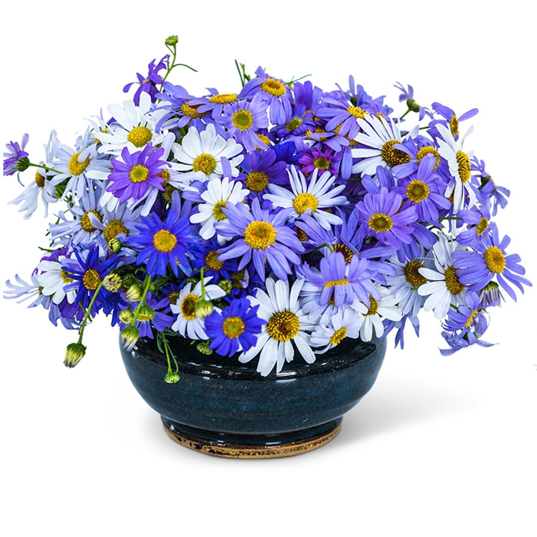 Swan River Daisy in dark bowl and white background.