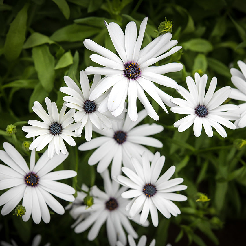 Blue Disc Daisy bunch growing in garden.