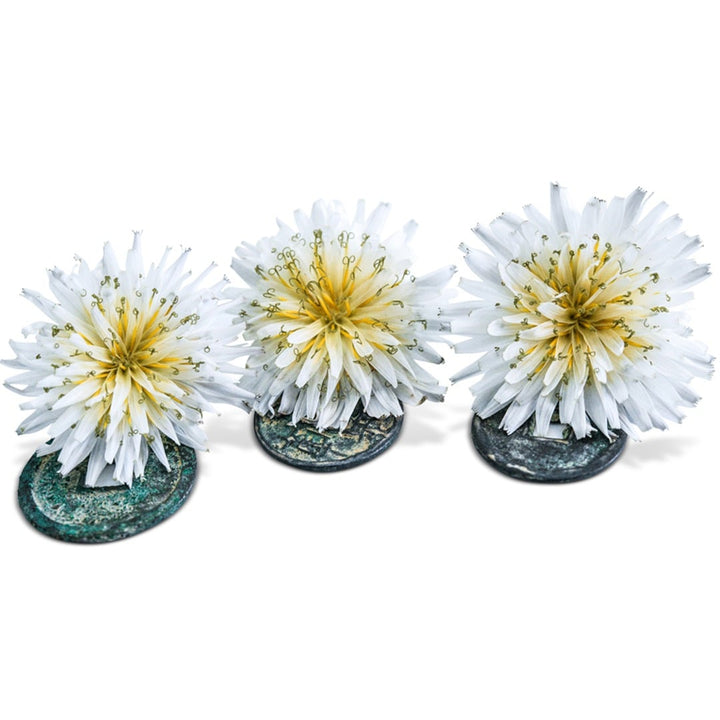 Trio of Japanese White Dandelion&