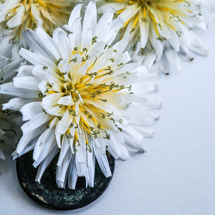 Japanese White Dandelion on white background with black stone.