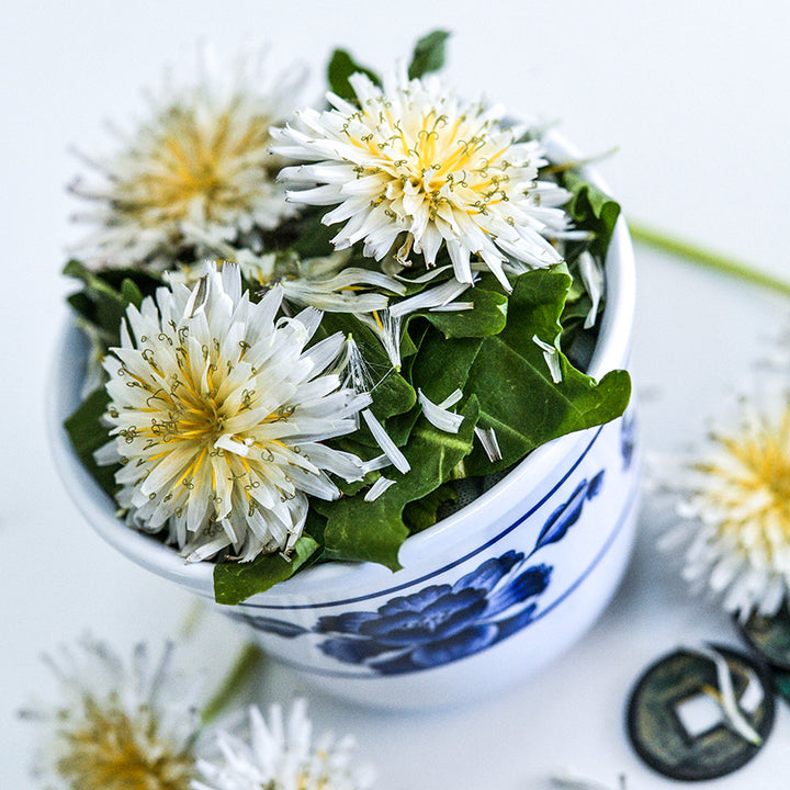 Japanese White Dandelion in painted tea cup on white background.