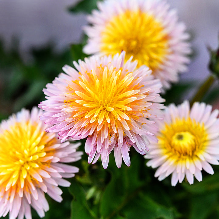 Pink Dandelions growing in garden.