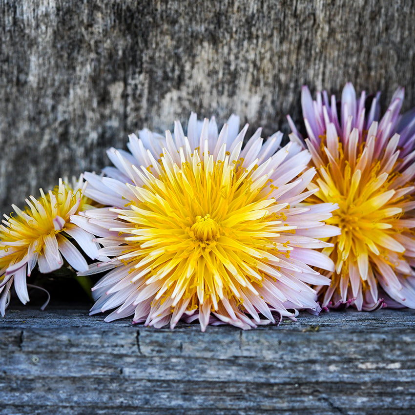 Pink Dandelion in front of wooden shelf.