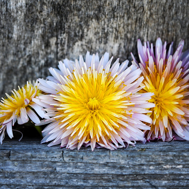 Pink Dandelion in front of wooden shelf.