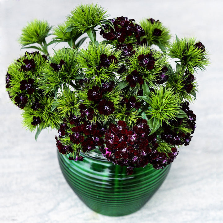 Black Adder Dianthus arranged in green glass vase on a light background.