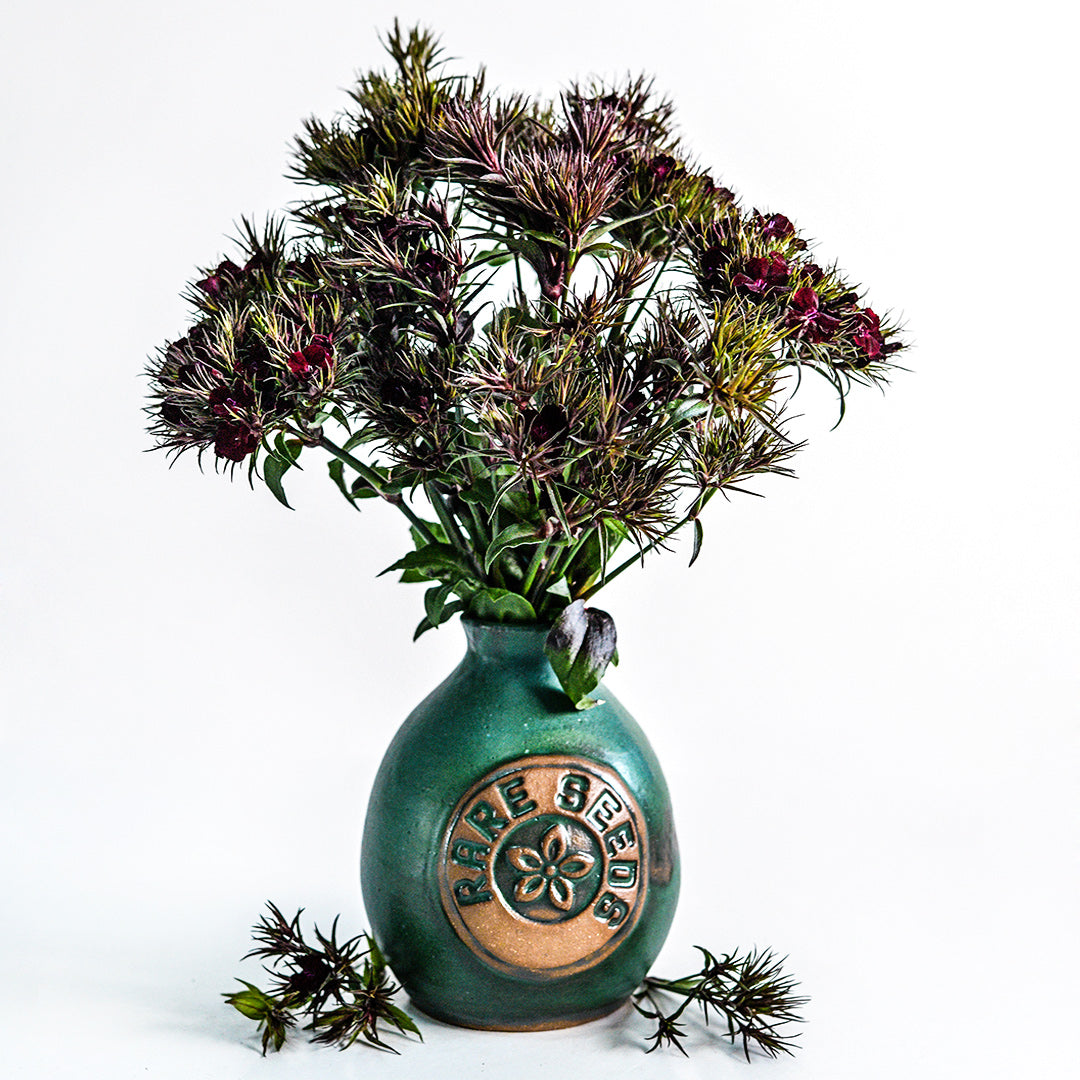 An arrangement of Black Adder Dianthus in a Handmade Stoneware Pottery Vase with a rareseeds logo on it on white.