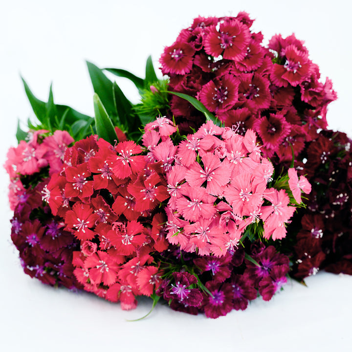 A bouquet of Floral Mix Dianthus on white background.