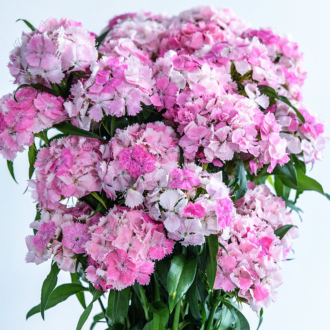 A close-up view of Floral Pearl Appleblossom Dianthus flowers in a vase.