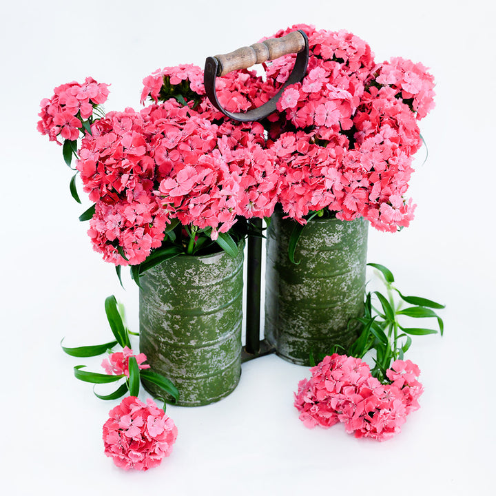 Floral Pearl Salmon Dianthus arranged in florist buckets on a white background.