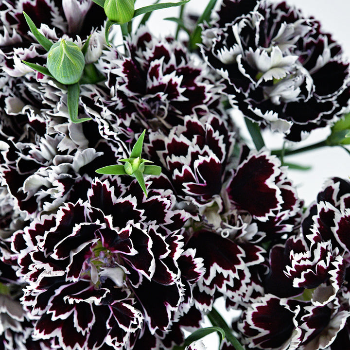Close-up macro view of Zebra Crossing Dianthus blooms.