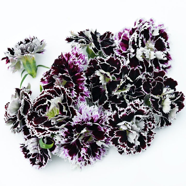 Close-up of Zebra Crossing Dianthus blooms on a bright white background.