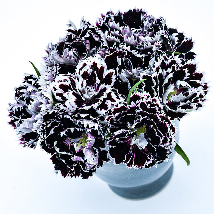 Zebra Crossing Dianthus flowers in grey vase on a white background.