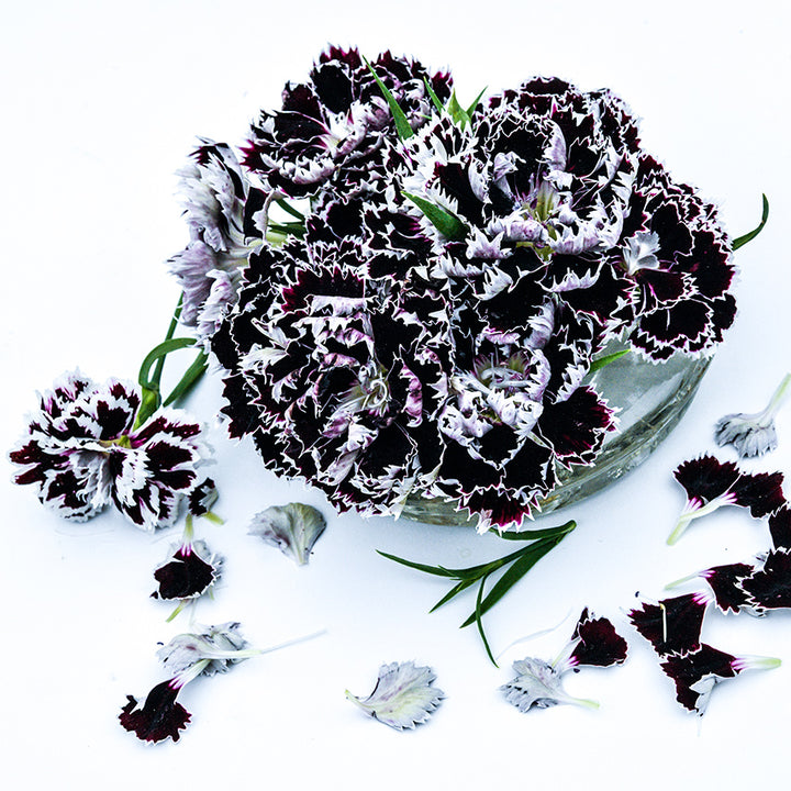 Zebra Crossing Dianthus in an arrangement surrounded by petals.