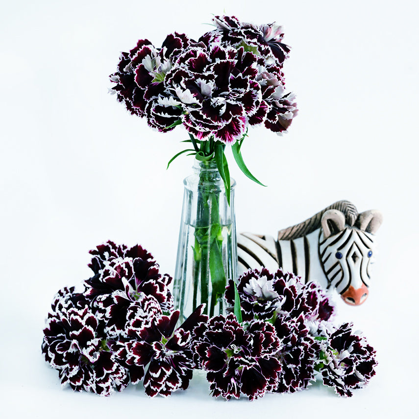 Zebra Crossing Dianthus in a vase with ceramic zebra and blooms at the base of the vase.