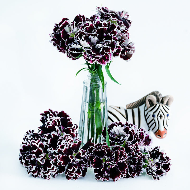 Zebra Crossing Dianthus in a vase with ceramic zebra and blooms at the base of the vase.