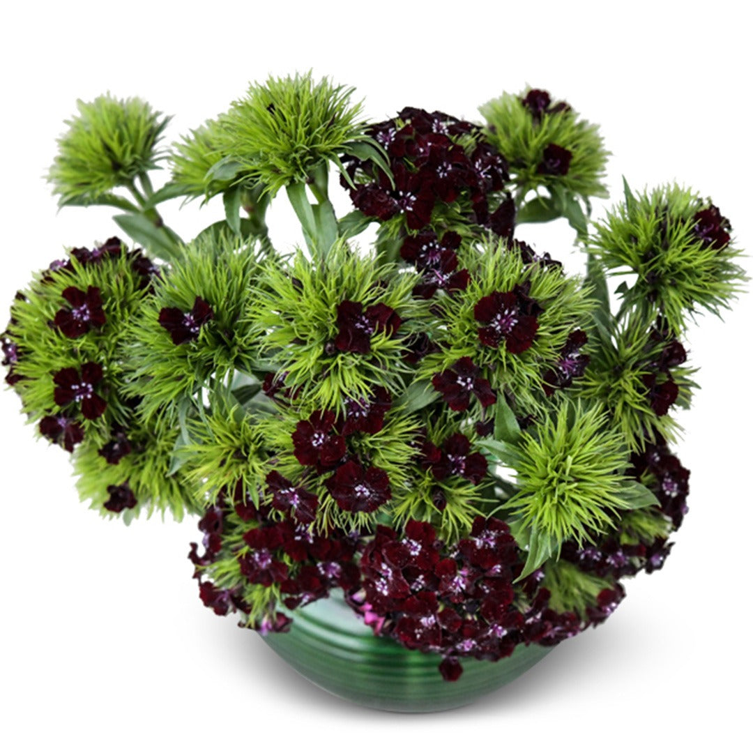 Black Adder Dianthus arranged in green glass vase on a white background.