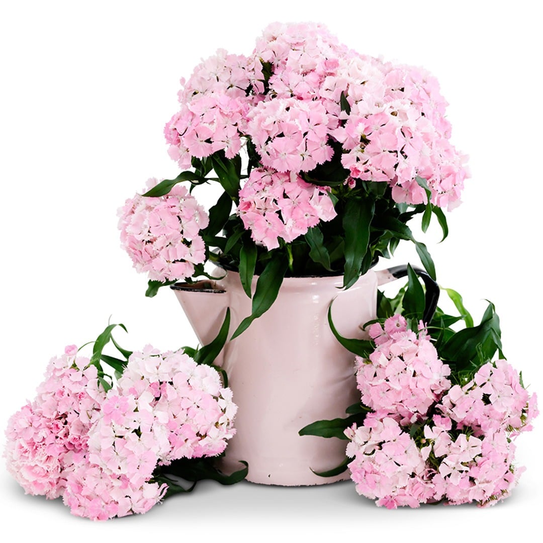Floral Pearl Appleblossom Dianthus in a pink water jug on a white background.
