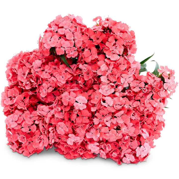 Close up of Floral Pearl Salmon Dianthus on a white background.